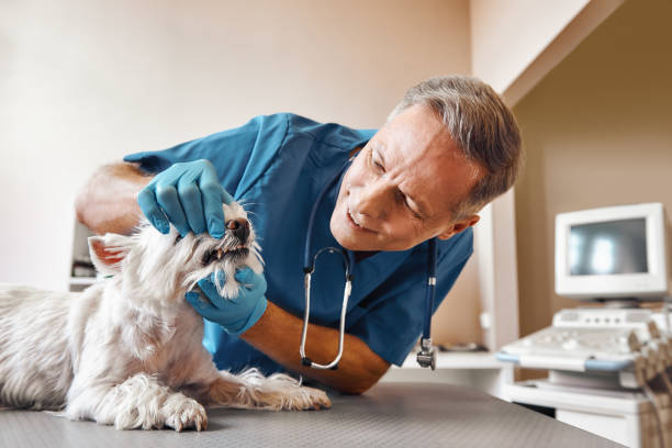 Best Emergency Dental Care for Broken or Chipped Teeth in Senatobia, MS